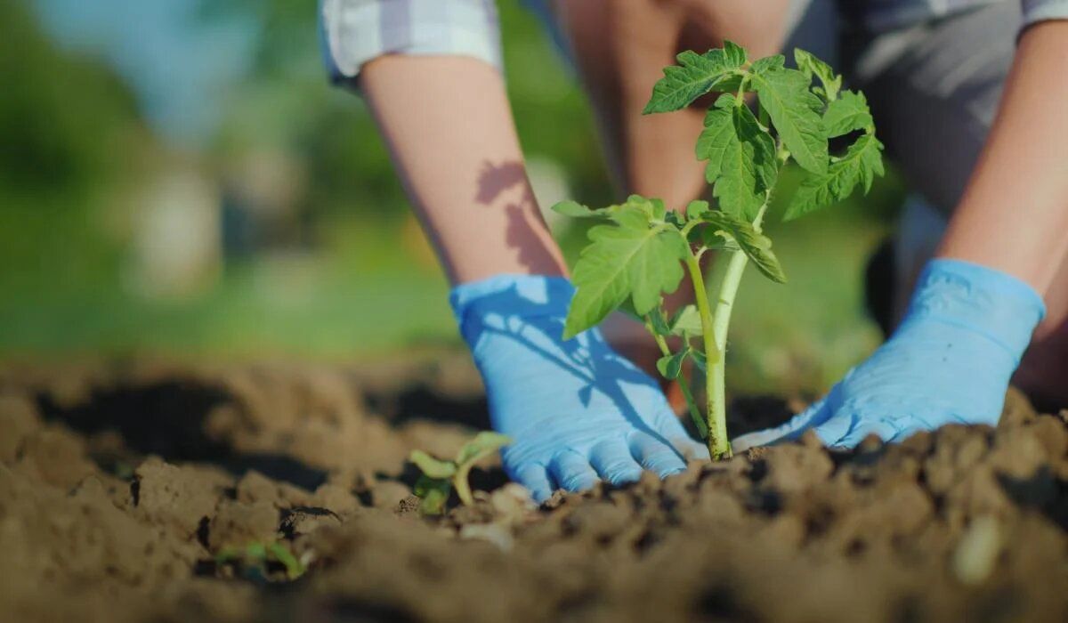 Секреты успешной посадки томатов: что положить в лунку для богатого урожая