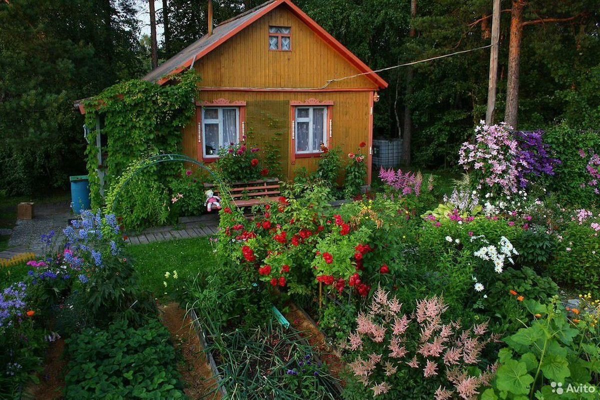 Как избавиться от комаров на даче: простые советы для комфортного отдыха