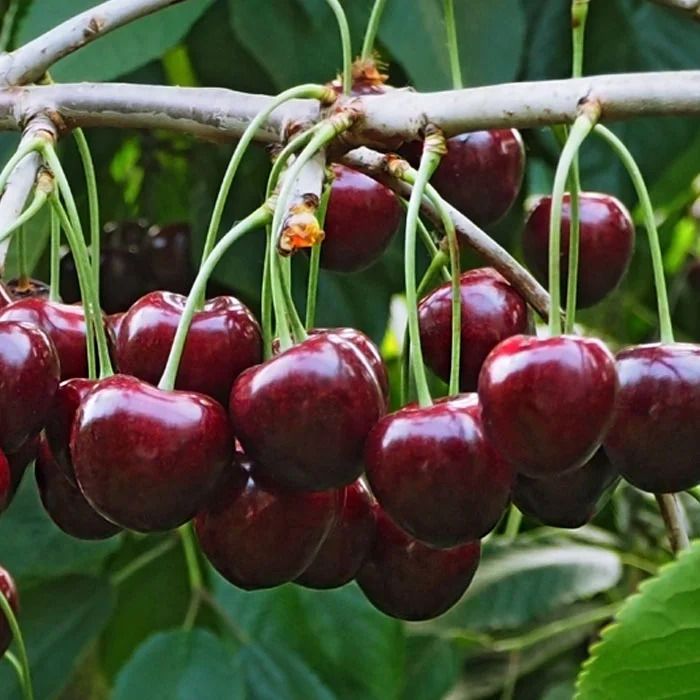 ������������ ����� �������: ��� ������ ������ ��������� ������� �����