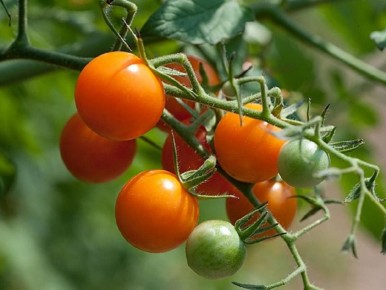 Почему стоит комбинировать помидоры с этими пятью растениями