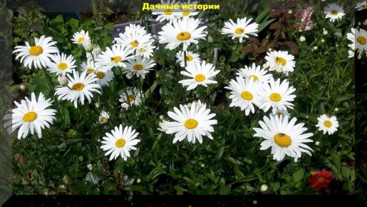 Навигация по дачным вызовам: опыт начинающих садоводов