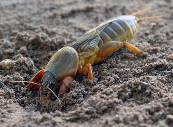 Эффективные методы борьбы с медведкой: как спасти урожай