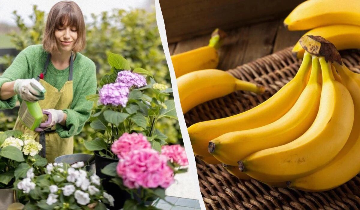 ������������ ������ �������� ���������: �������� ��������� �� ��������� ������