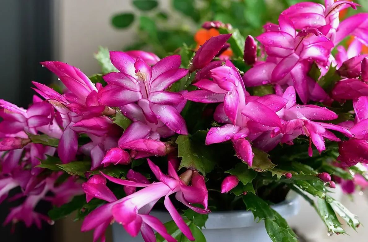 ��� ��������� ����������: ������� � ������� ��� ��������