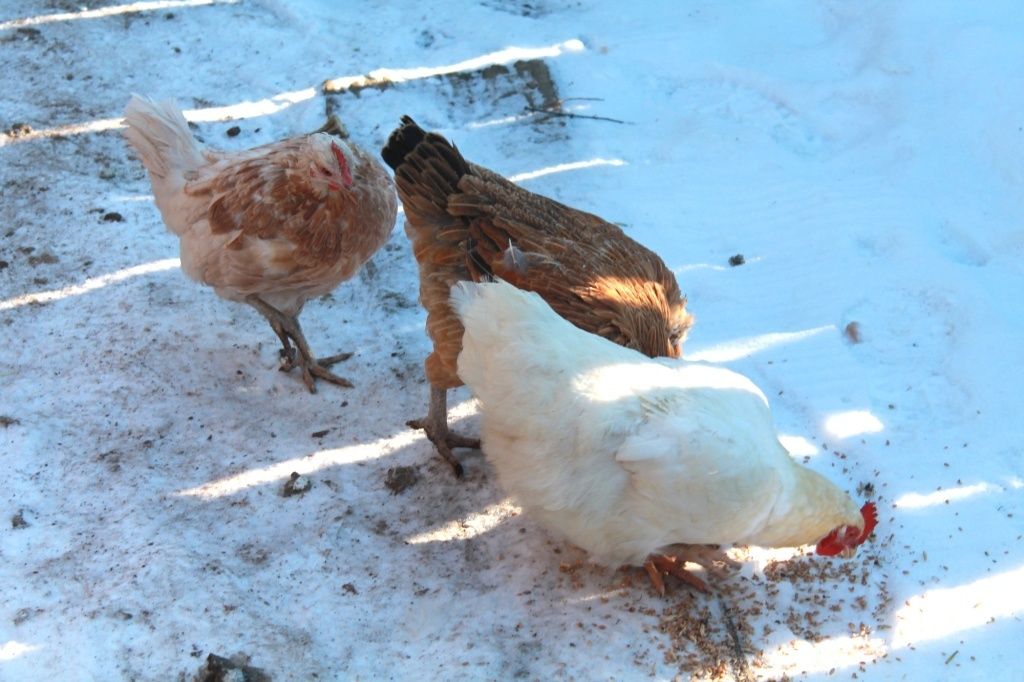 ��� ���������� ������������ ��� �����: ������� ��������� ���������� � �������