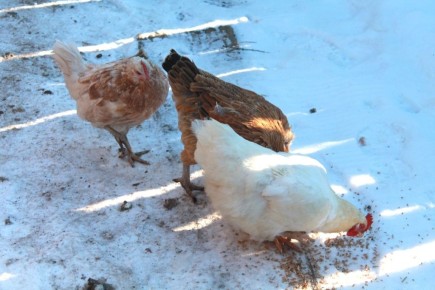 ��� ���������� ������������ ��� �����: ������� ��������� ���������� � �������