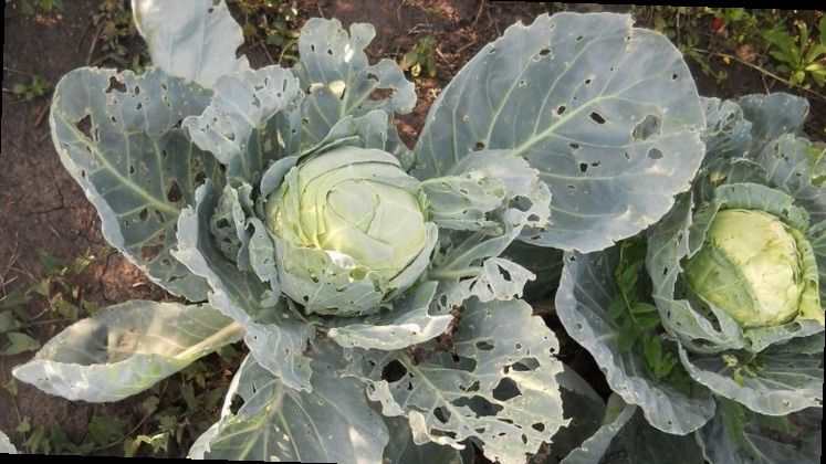 ��� ���������� �� ������� �������: �������� ������, ������� ������������� ��������