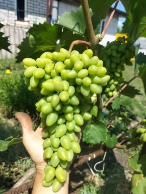 ������ �������� ��������������: ������ � ��������� � ���