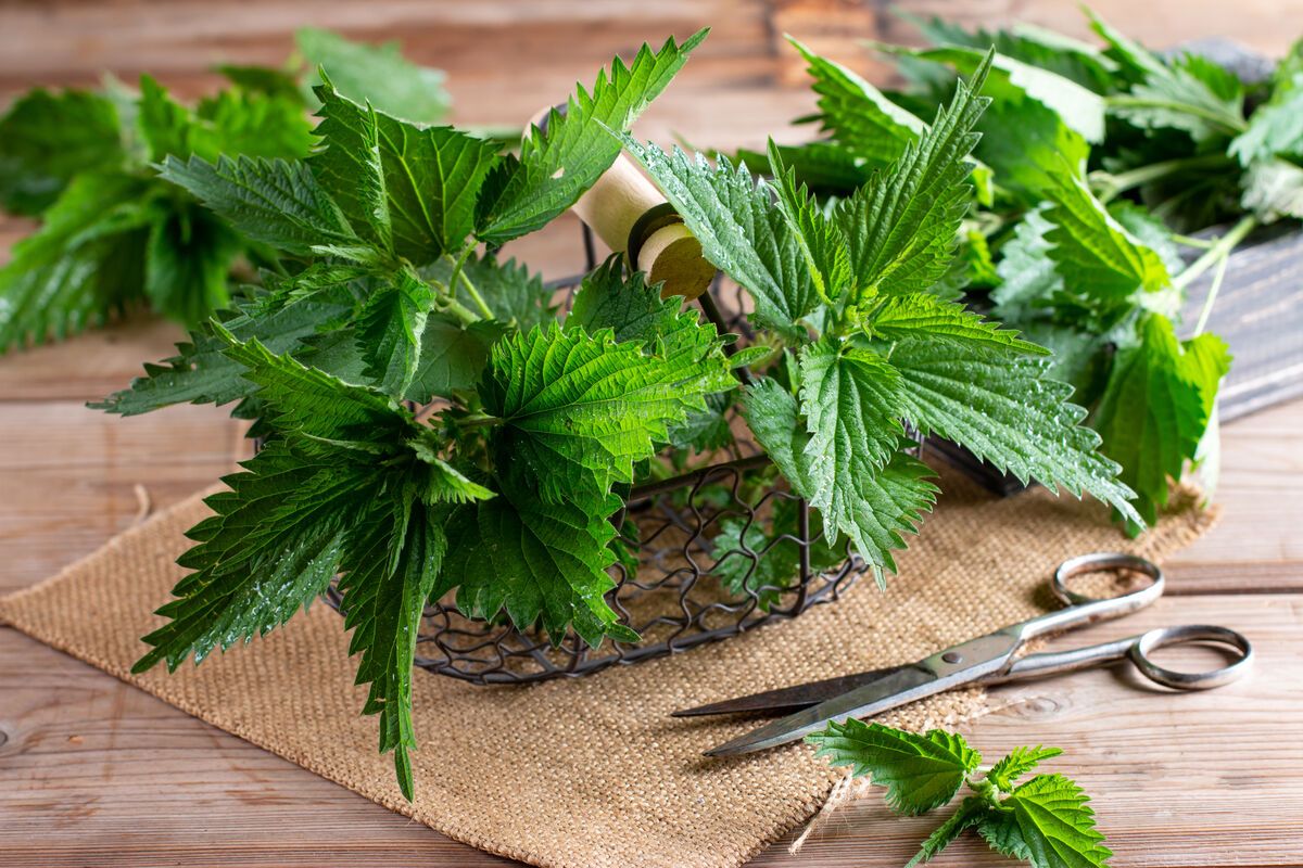 �������: ��� ������ ������� �������� �������� � �������