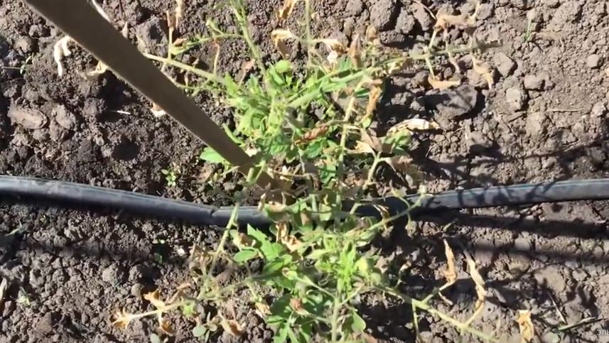 ��� ������ �������� �� ������: ������� �������� ���������