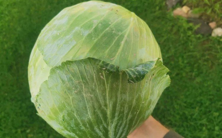 �������� �������: ��� ������� ������� � ��������� ����������