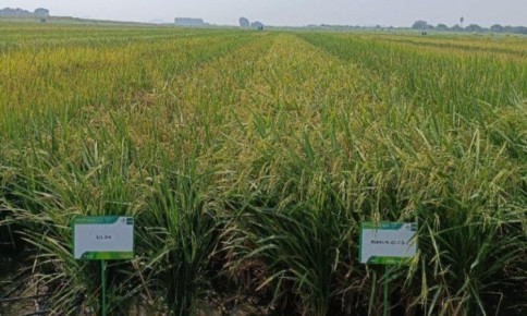 Индийские фермеры получат новые сорта риса для эффективного сухого посева