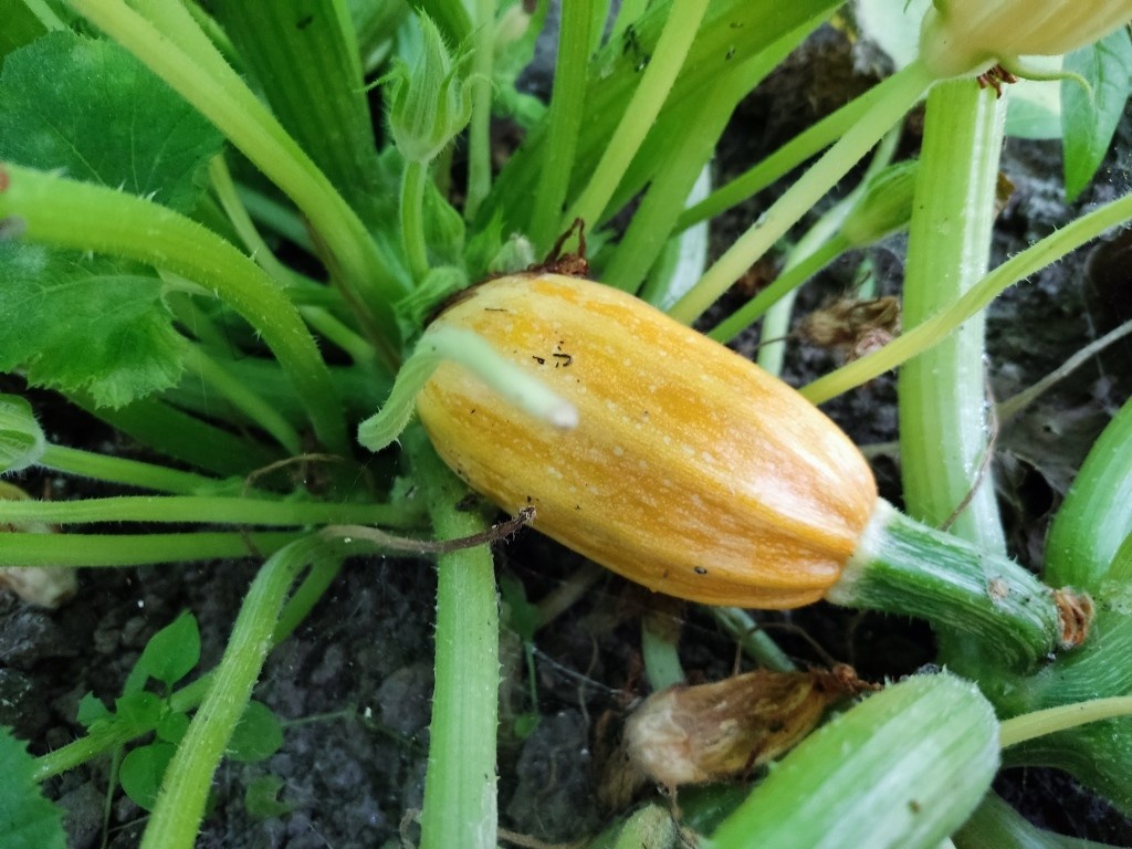 Почему листья кабачков желтеют: ищем причины и решения