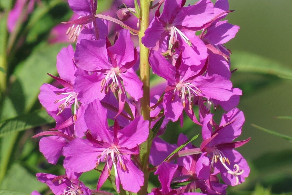 ����-���: �������� ��� �������, ������� ����� �����������