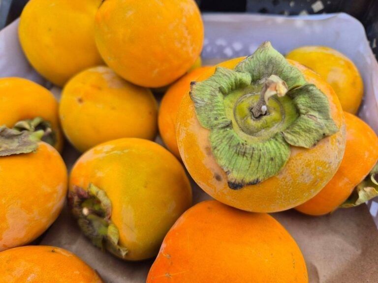 � ������������ ������� ������� ��������� ����� �� �����������