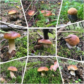 ����� ����� �����: ������ ���� ������ � ��������� ������ ��������