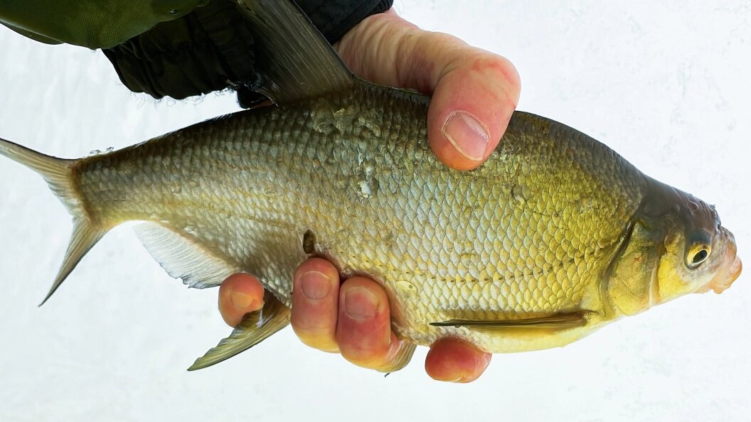 Мифы о лещах с паразитами: безопасность рыбы под вопросом