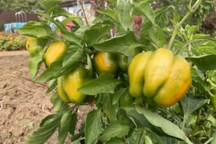 ��� ������� ���������� �����: ������� ��� ��������� ������