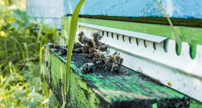 Пчеловодство рядом с природой: взгляд на жизнь Дмитрия Бойко