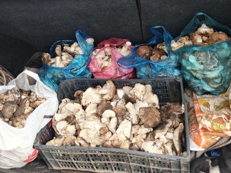 ������� ��� �� ����: ���������� �������� ������� ������� � ��������