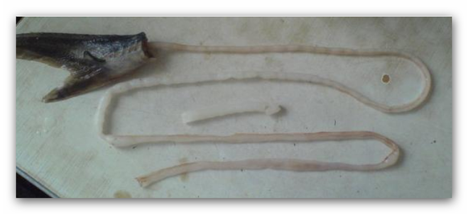 возвращение вкусов: драгоценный пирог с вязигой