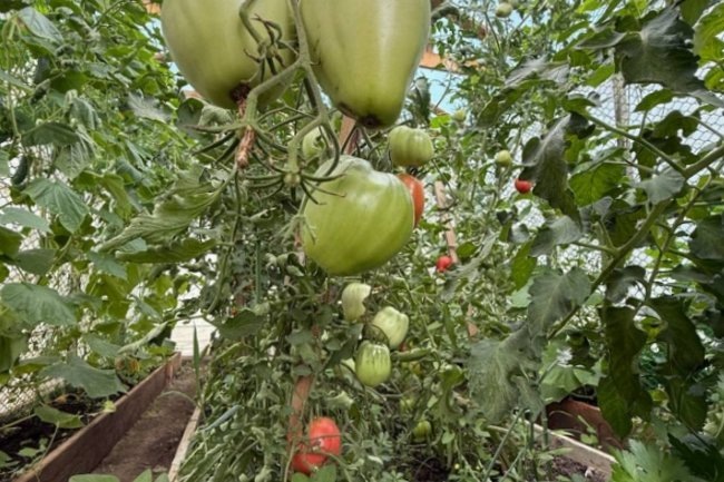 Зеленые помидоры: вкусная закуска по грузинскому рецепту