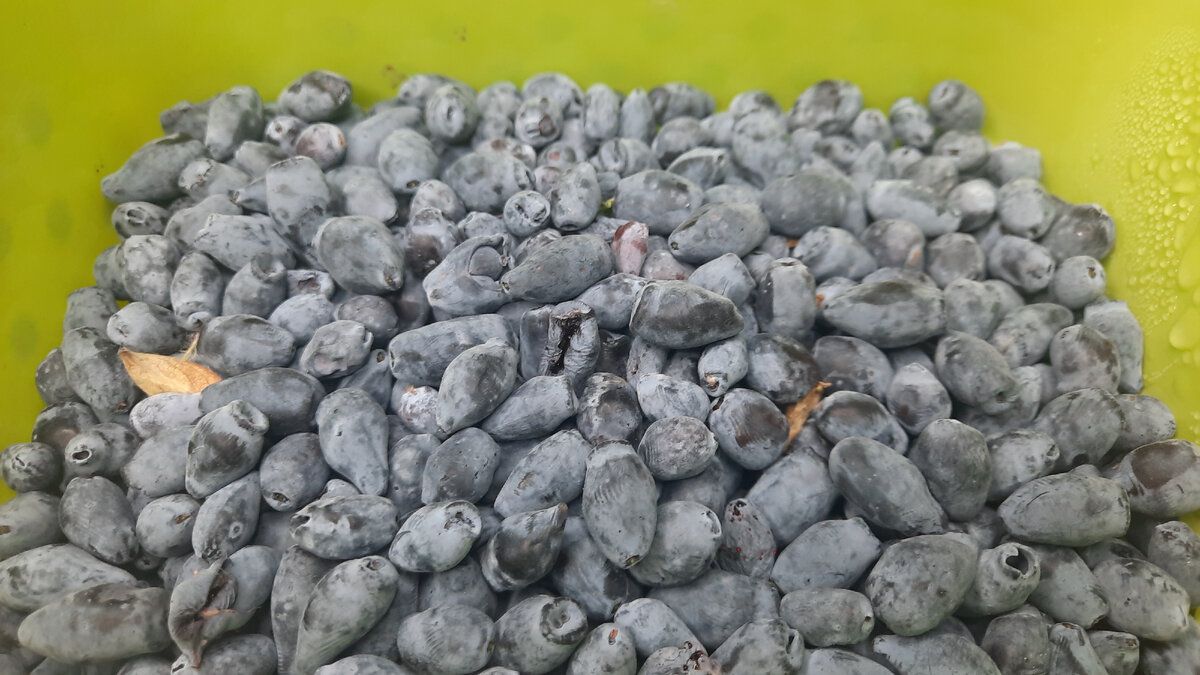 ��� ��������� ��������� �� ����: ������� � ����������� �������