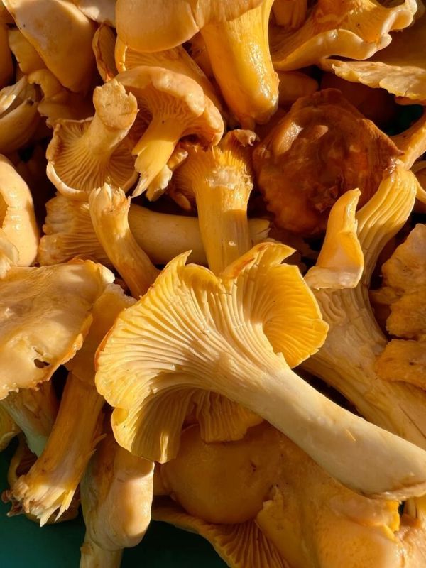 ������ ����� ������ �����������