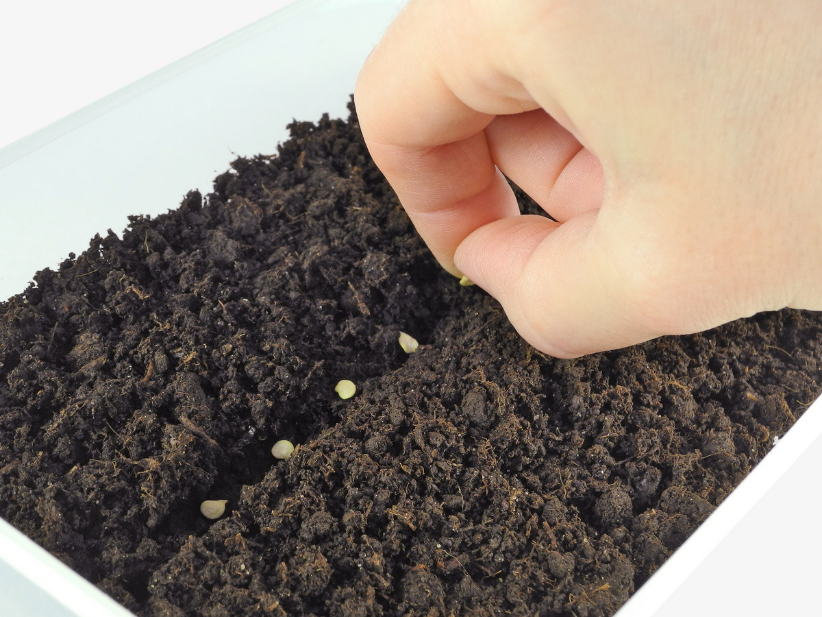 Уникальные секреты быстрой и здоровой рассадки перца