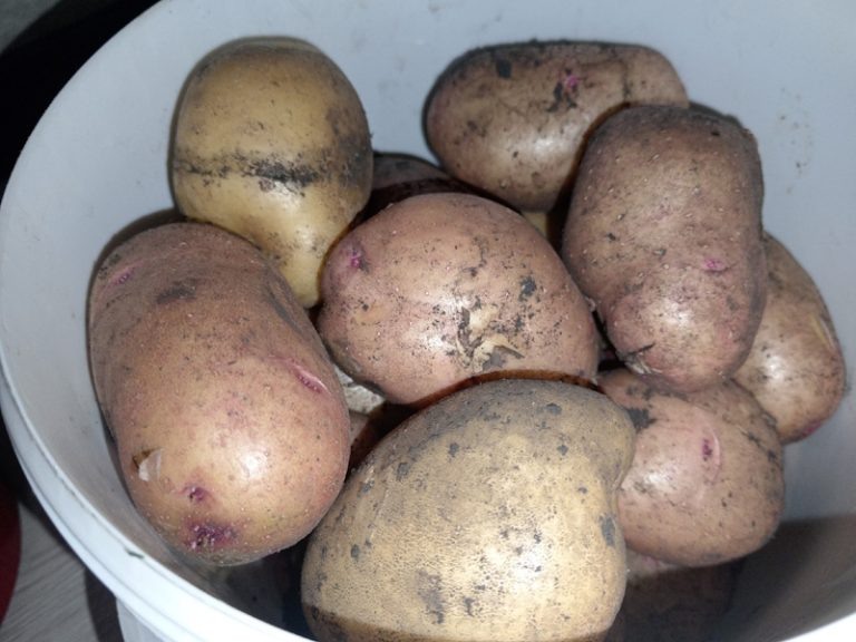 Как справиться с проблемами хранения картошки: прорастание, гниль и мошки