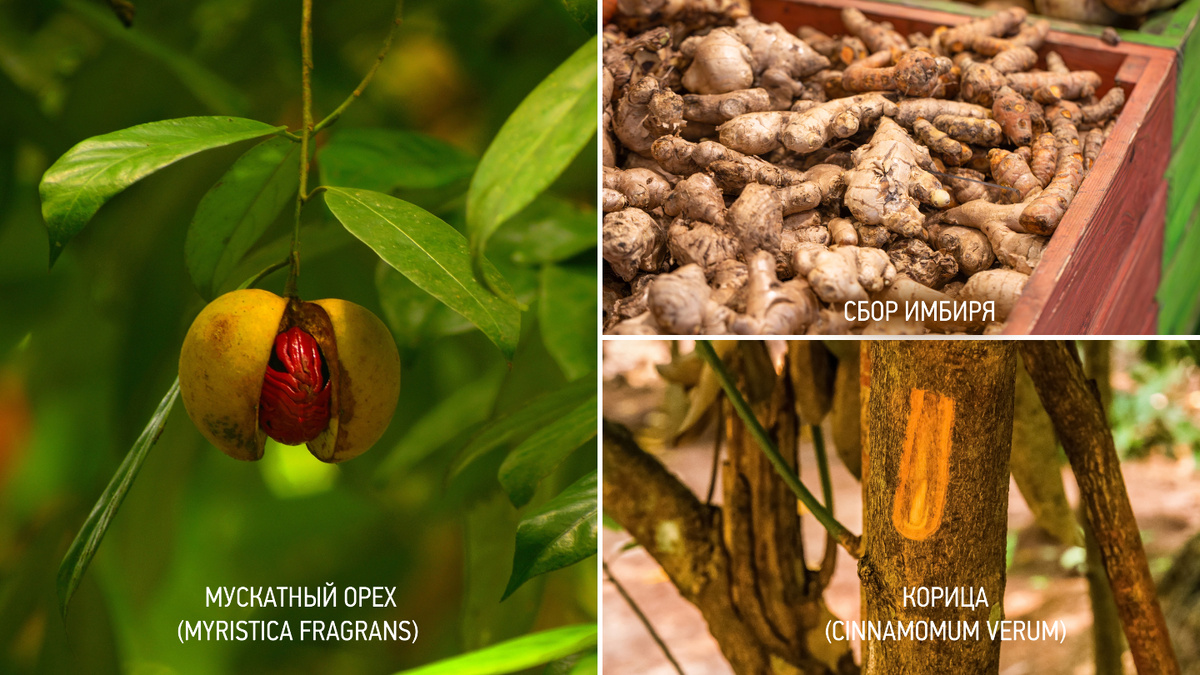 Как имбирь, корица и мускатный орех завоевали сердца зимой