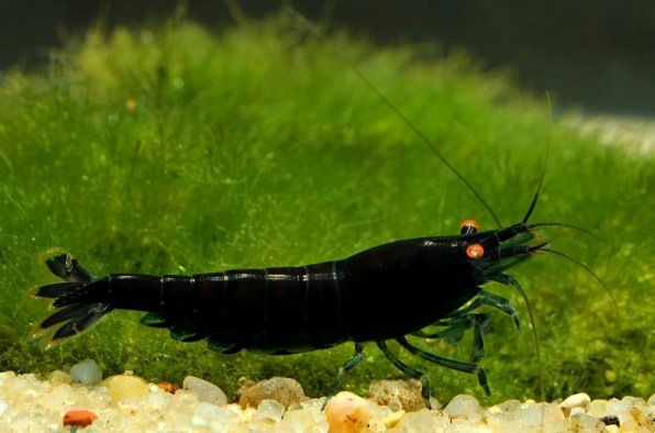 ������ �������� ��������: ����, ���������� � ����������