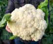 Цветная капуста: полезный овощ или скрытая угроза для здоровья?