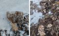 Грибы под снежным покровом: удивительные находки новосибирцев