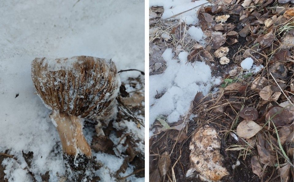 ����� ��� ������� ��������: ������������ ������� ������������