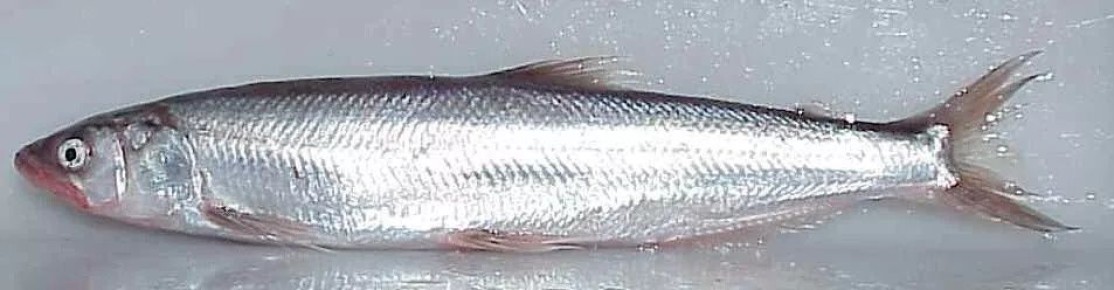 ����-�����: ������ ������, ������� ���������� ��� �������