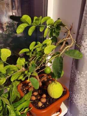 ���������� ����-�����: �� ������� �� ���������� ������