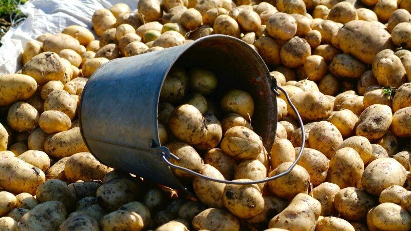 Как сохранить картофель здоровым: советы огородников